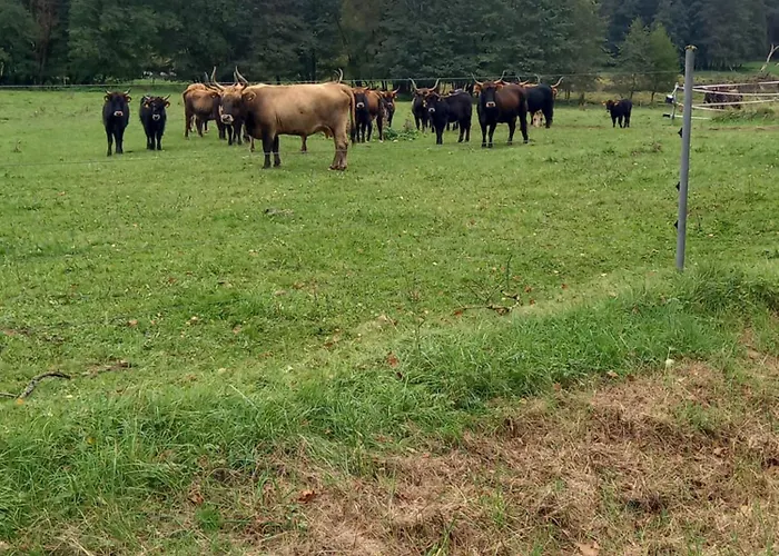 Am Pinzigberg * Deyelsdorf